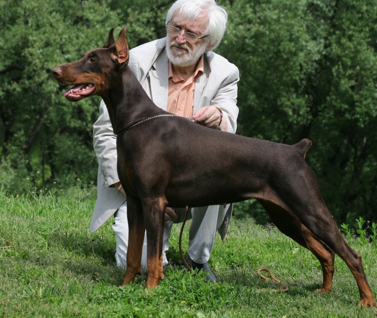 Кенни Уэст с доберманами