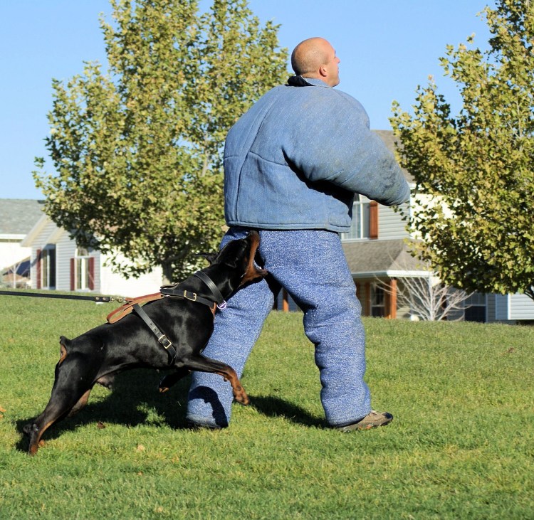 Стильный Доберман