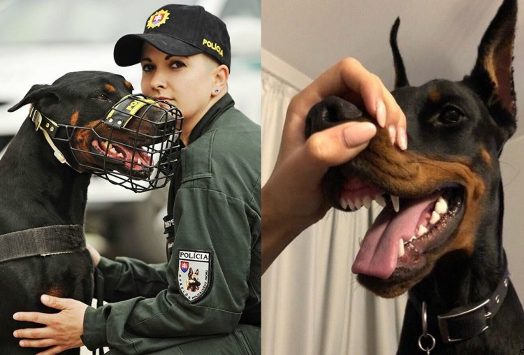 Доберман-пинчер атакует