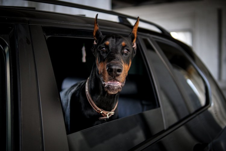 Доберман и дети