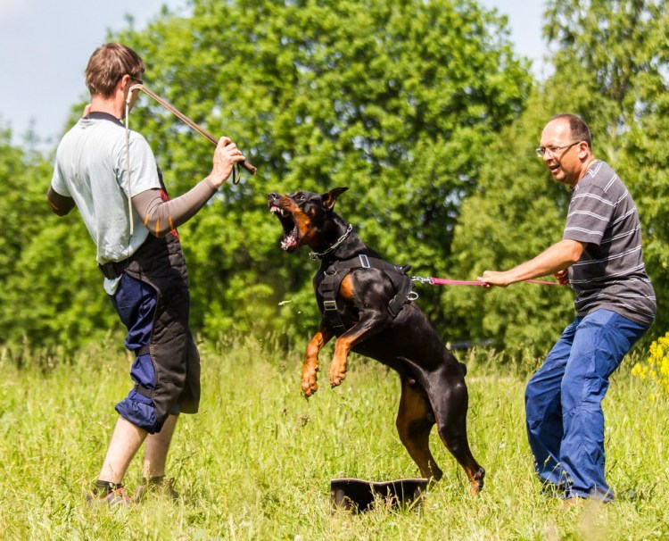 Немецкий Доберман