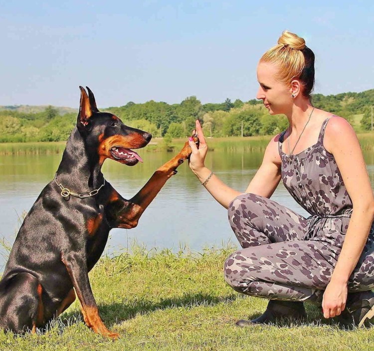 Доберман и ротвейлер в стиле интарсия
