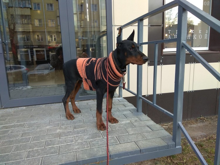 Доберман-пинчер атакует