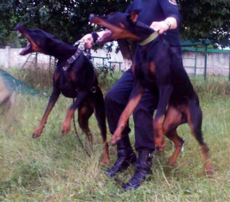 Никита Доберман