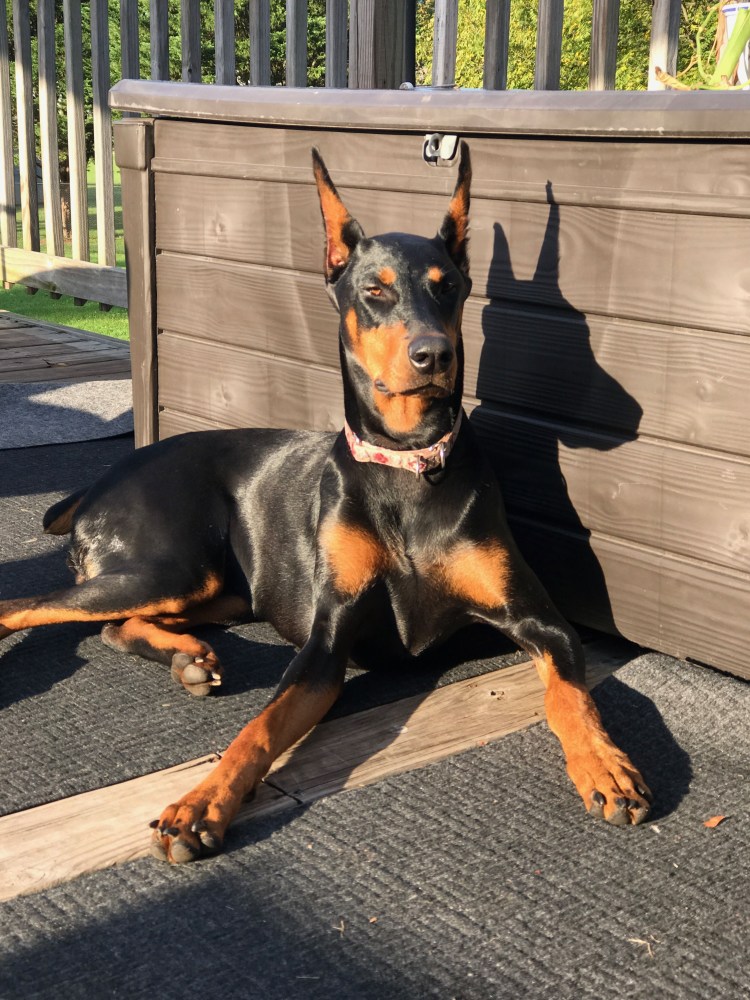 Карл Доберман