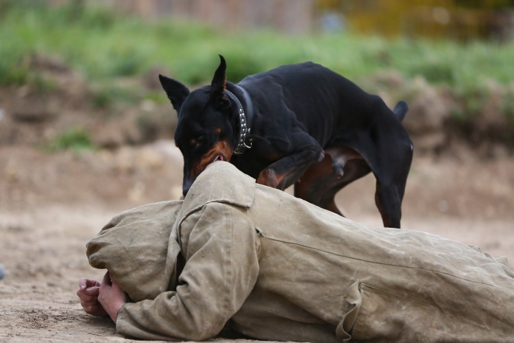 Собака Доберман с человеком
