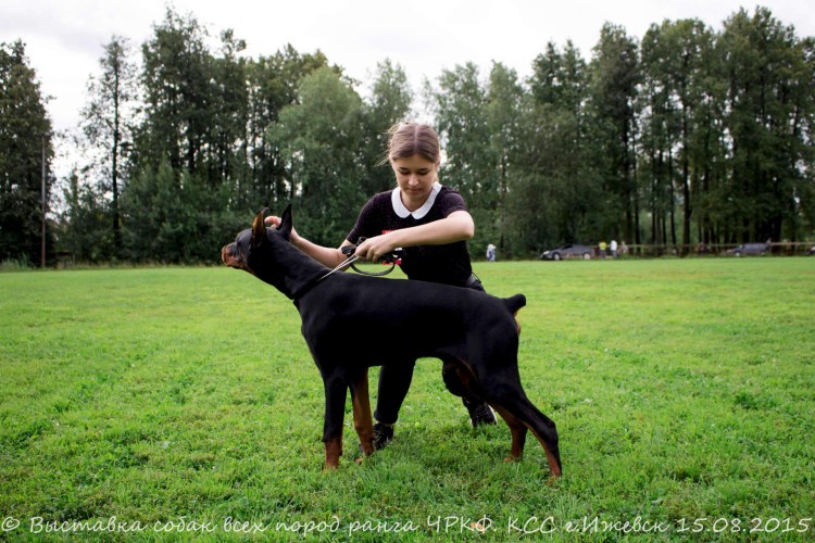 S'Lichobor Ermak Доберман