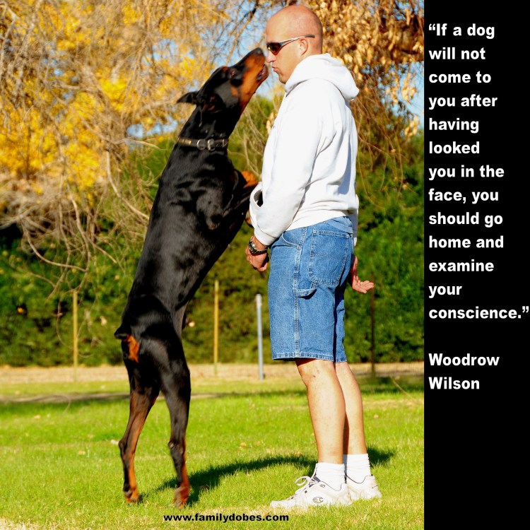 Собаки охранники Доберман