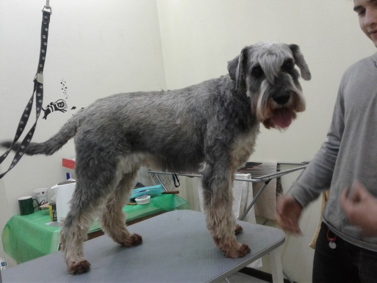 Цвергшнауцер тримминг