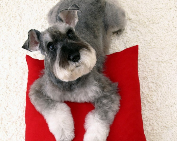 Цвейг терьер