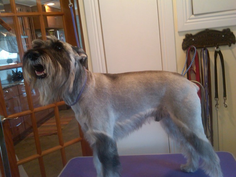 Шнауцер миттель стрижка