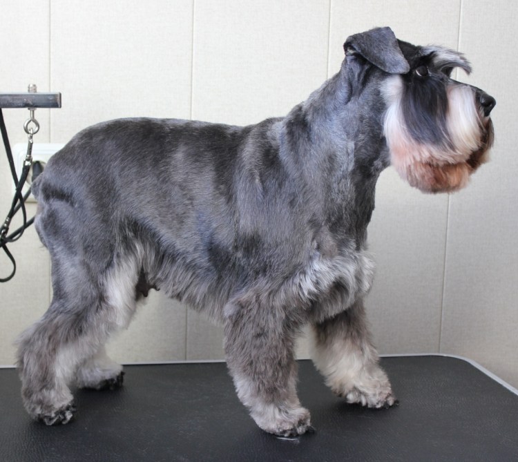 Шнауцер миттель стрижка