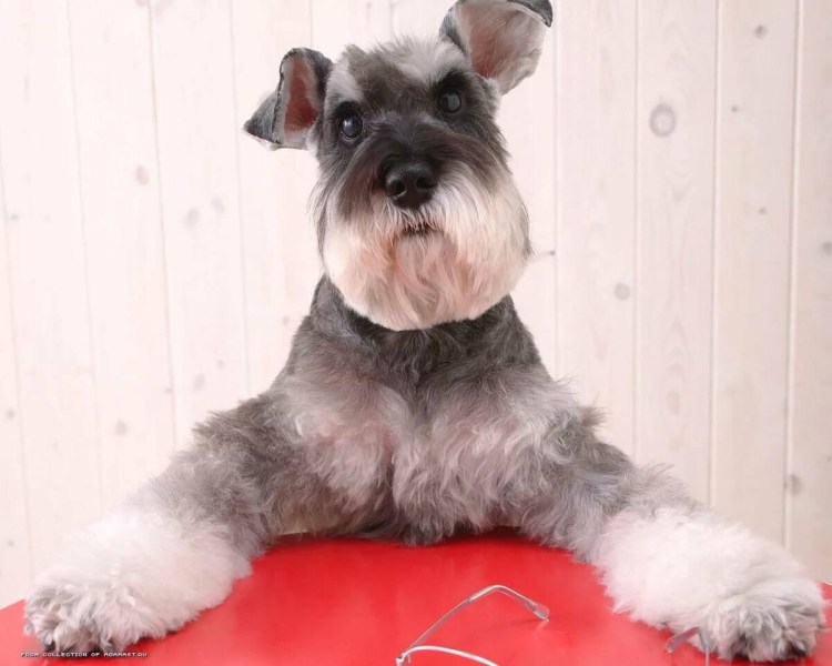 Цвергшнауцер грумминг