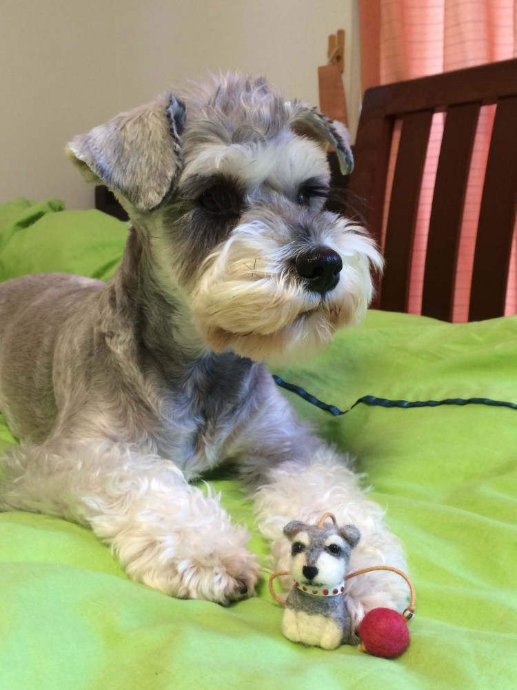 Миттельшнауцер нестриженный