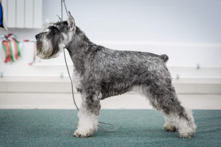 Миттельшнауцер купированный