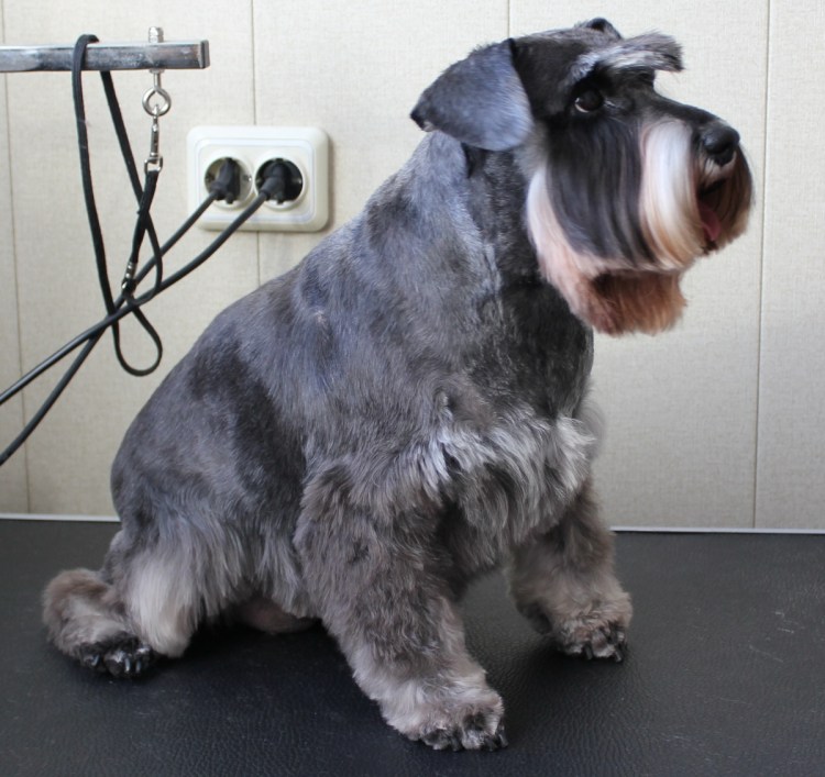 Мульти шнауцер