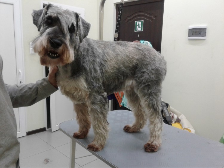 Цвергшнауцер стриженный