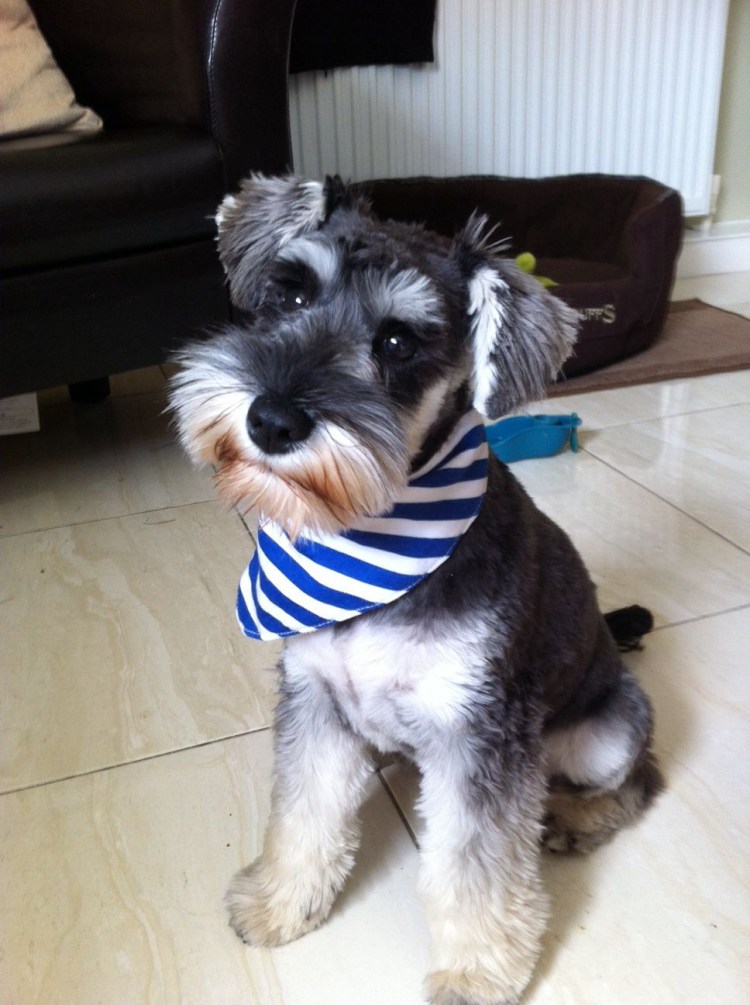 Черный Цвергшнауцер тримминг