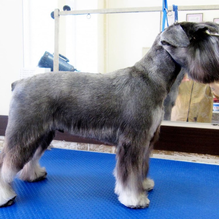 Тримминг миттельшнауцера