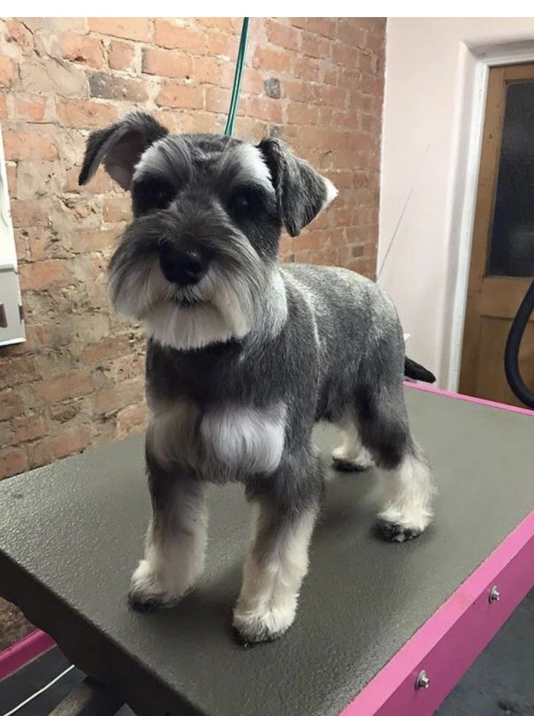 Цвергшнауцер груминг