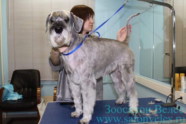 Цвергшнауцер стриженный