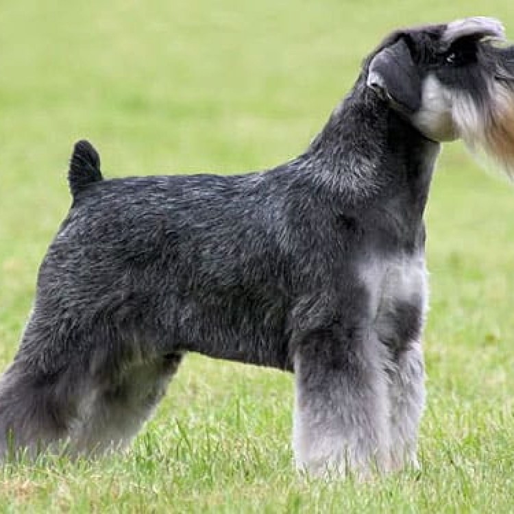 Тримминг миттельшнауцера