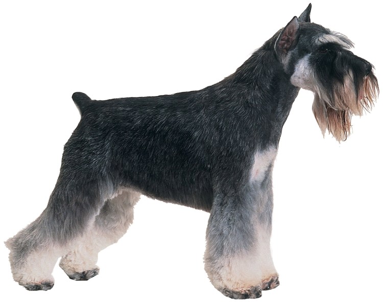 Лысый шнауцер