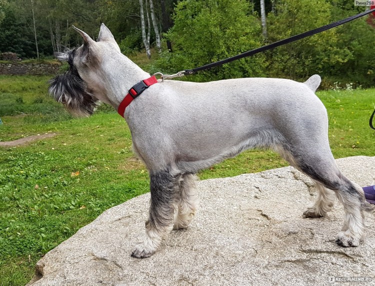 Миттельшнауцер альбинос