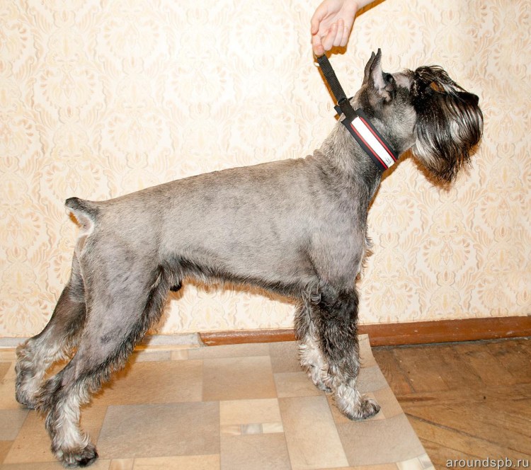 Шнауцер породный груминг