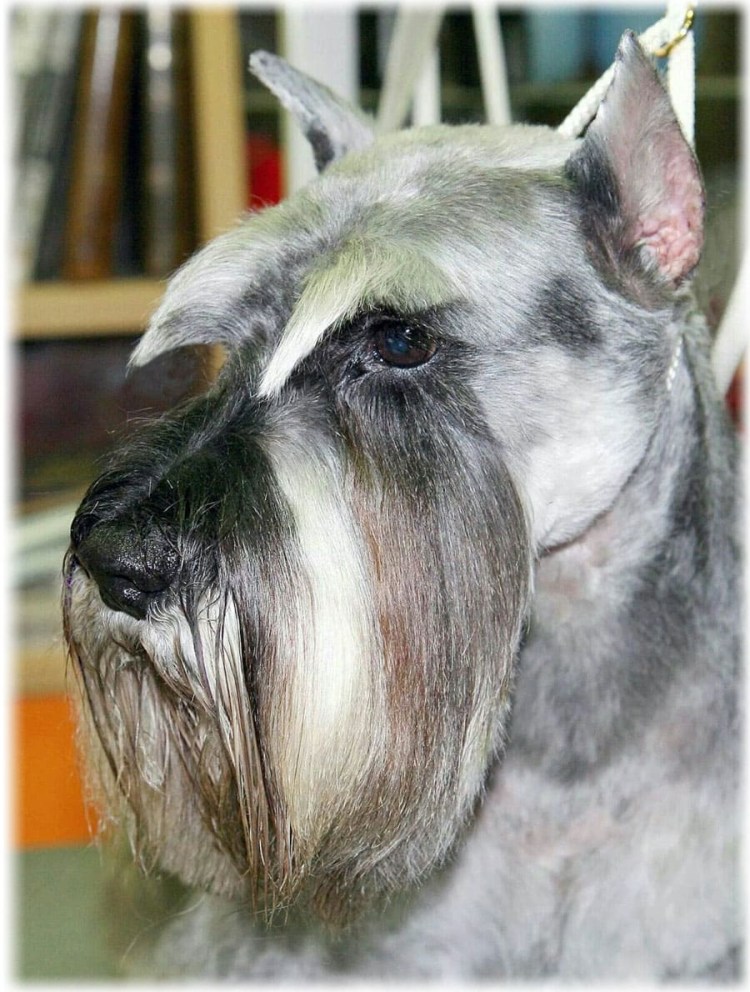 Миттельшнауцер груминг