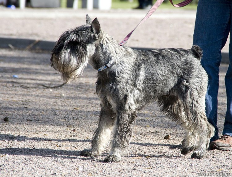 Цвергшнауцер грумминг