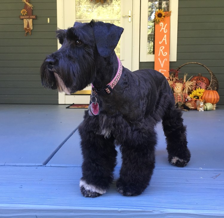 Миттельшнауцер черный без стрижки