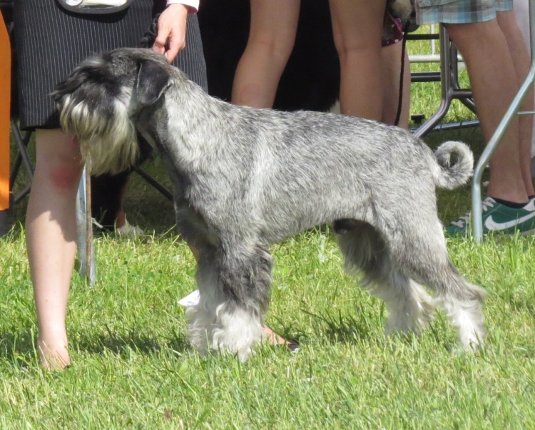 Цвингер шнауцер