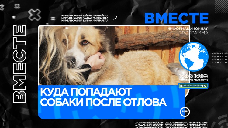 Порода собак Бассет