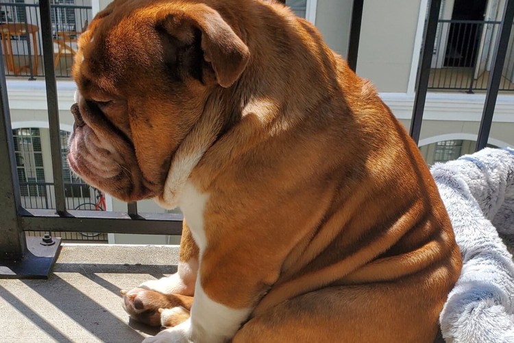 Бассет-хаунд профиль