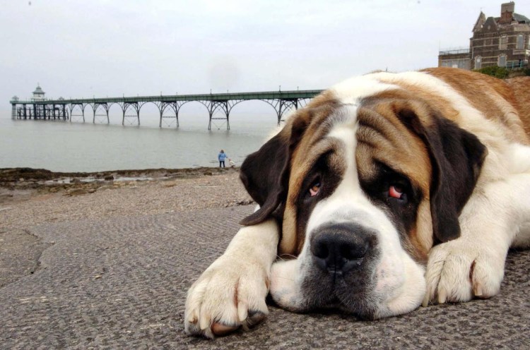 Собака с печальными глазами