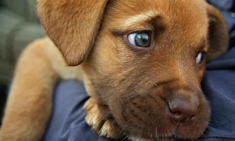 Порода Бассет хаунд