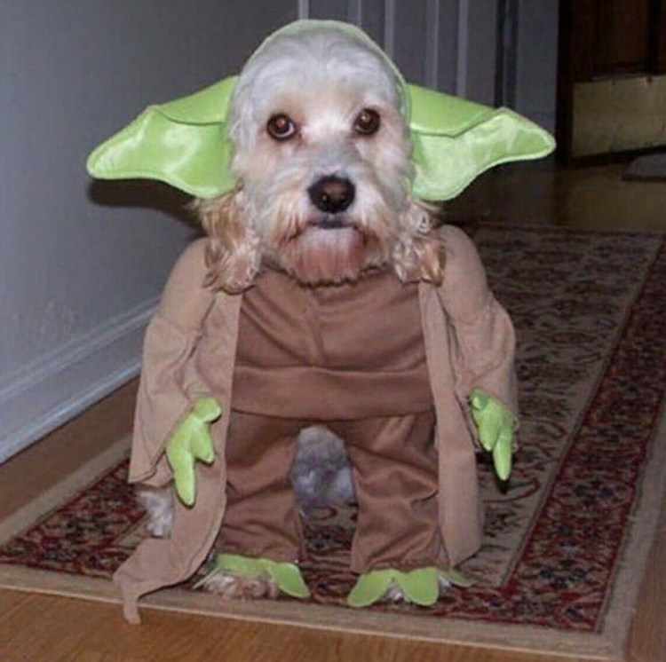Необычные костюмы для собак