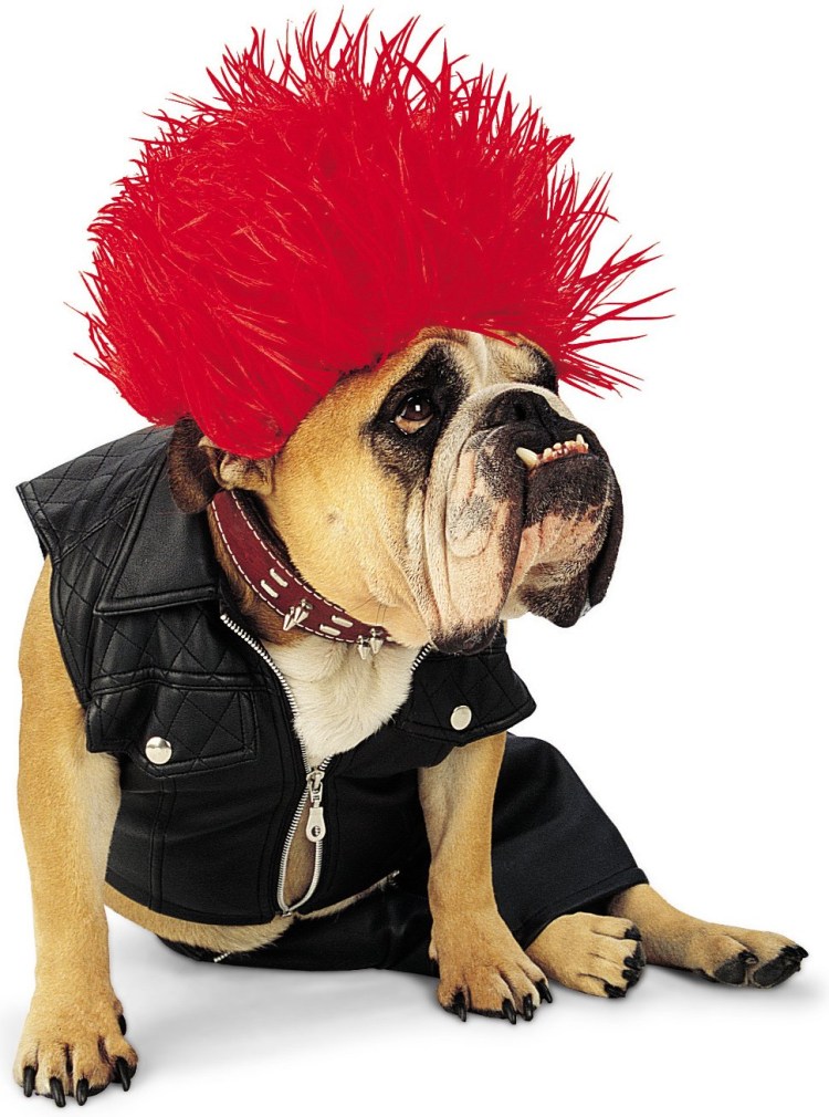 Костюмчики для собак