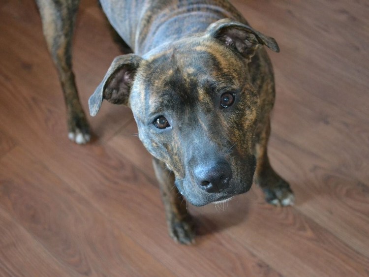 Стаффордширский бультерьер пятнистый