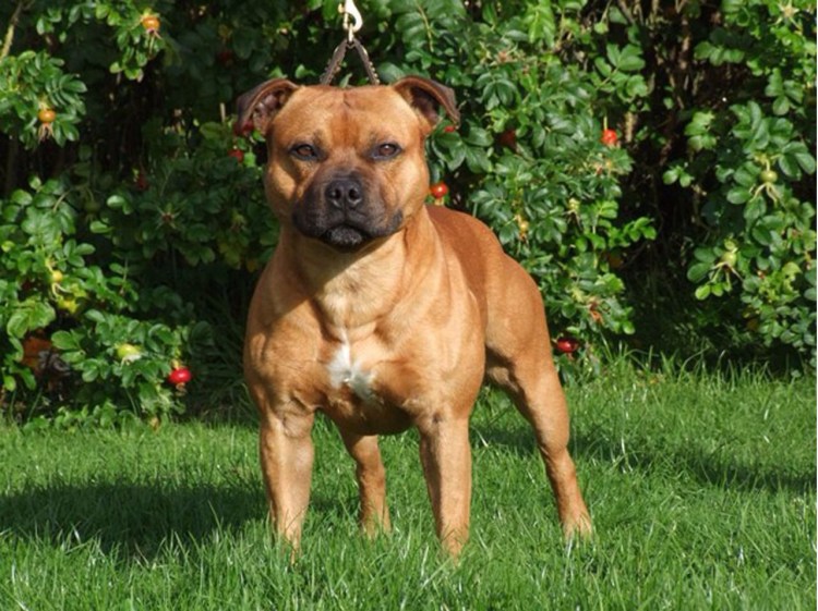 Американский стаффордширский терьер тигровый