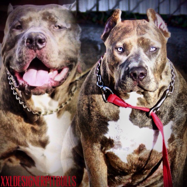 Стаффордширский терьер тигровый