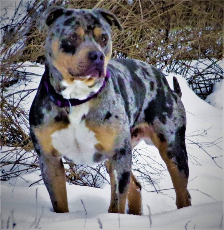 Титус албанский питбуль