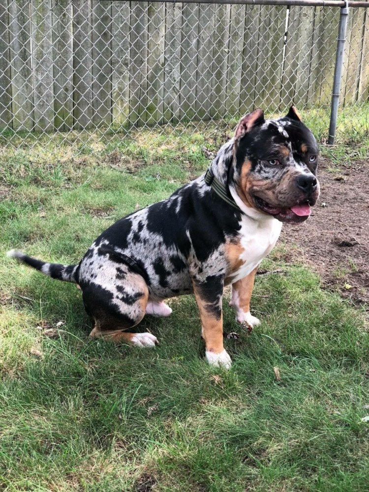 Американский стаффордширский терьер тигровый