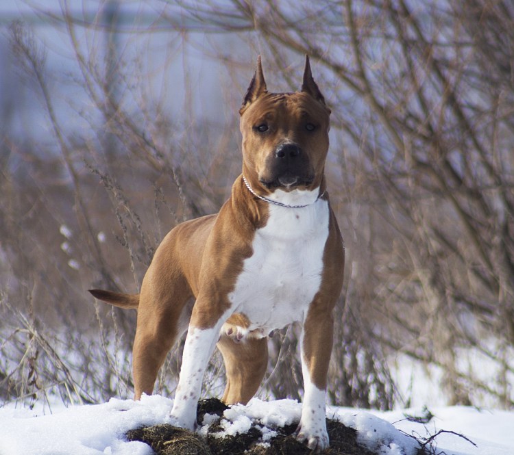 Такса Блю Мерль