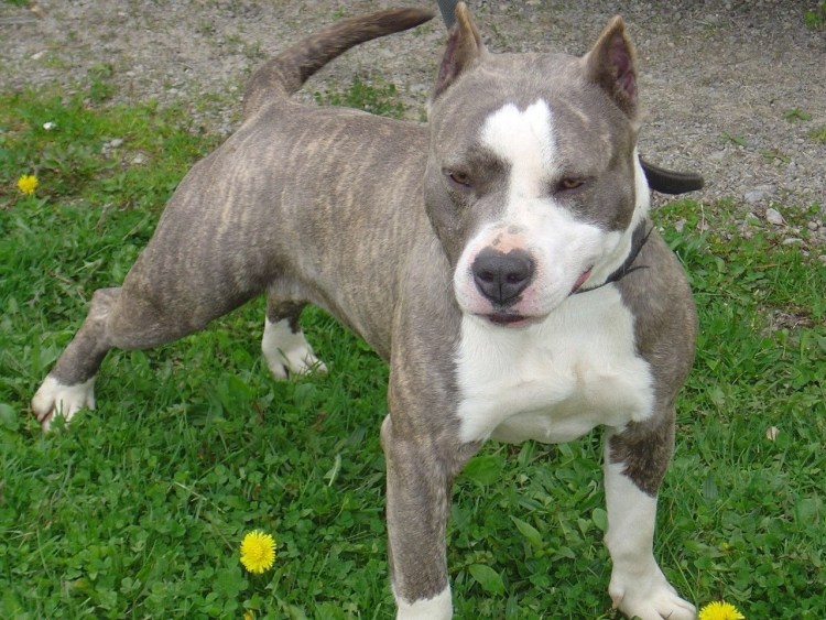 Стаффордширский терьер тигровый