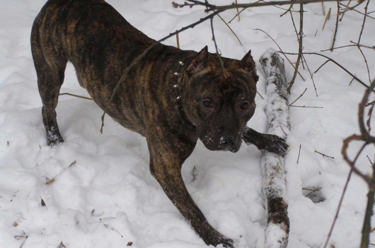 Американский стаффордширский терьер трехцветный