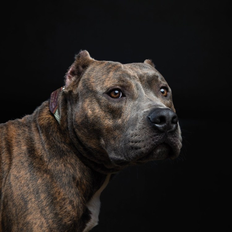 Албанский питбуль Мерль