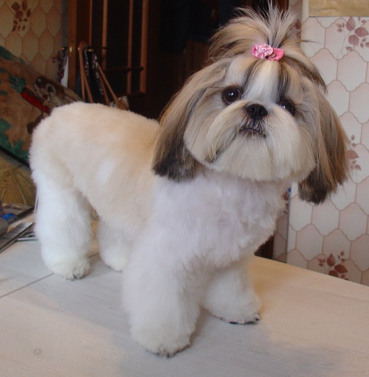 Стрижка щенка ши тцу