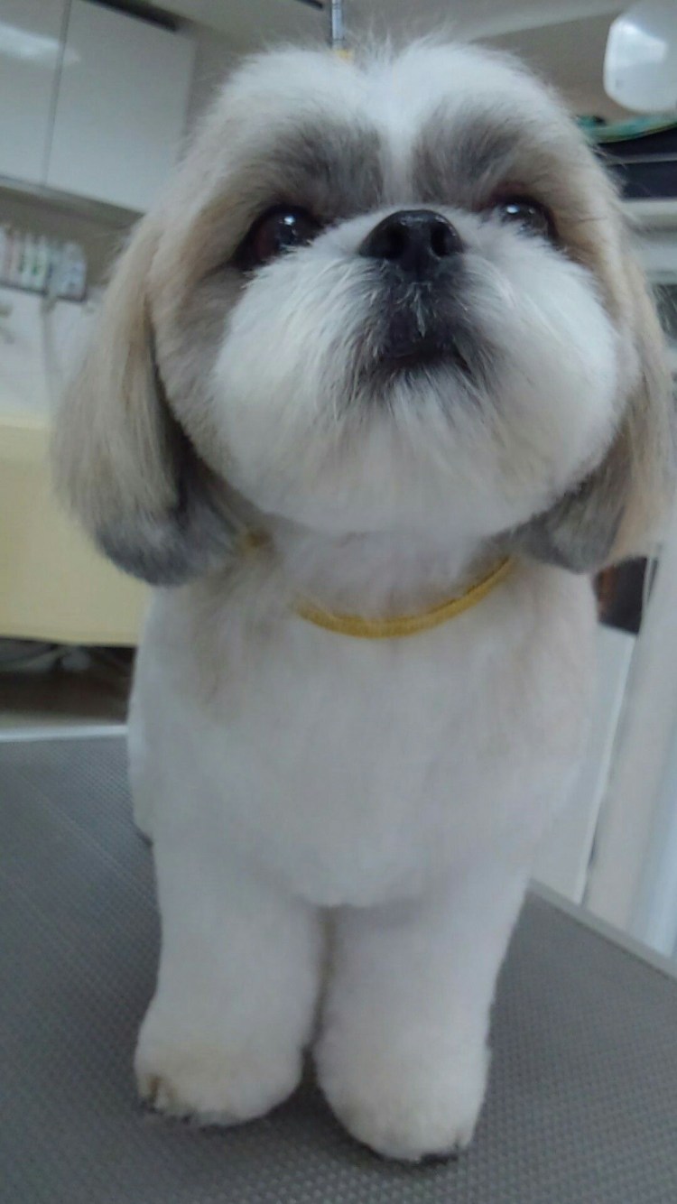 Ши тцу стрижка мишка